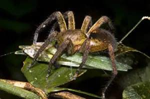 Headed Prints: Spider feeding on a katydid