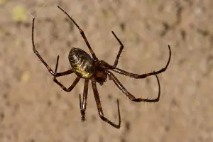 Spider (Meta ovalis)