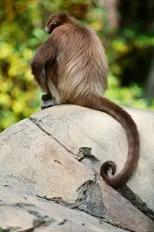 Fauna Prints: Spider Monkey (Ateles belzebuth)