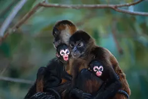 Specie Prints: Spider monkeys