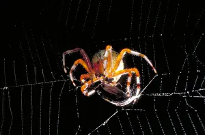 Spider Prints: Spider & Prey