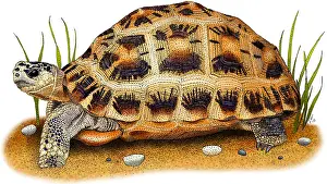 Tortoises Prints: Spider Tortoise
