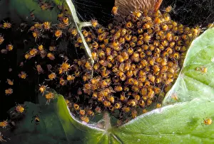 Arachnid Prints: Spiderlings