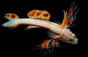 Community Prints: Spikefin Goby