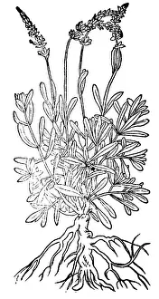 Magic Prints: Spikenard, Alchemy Plant