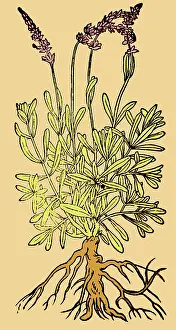 Magic Prints: Spikenard, Alchemy Plant