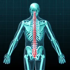 System Prints: Spinal Column, 3D Medical Illustration