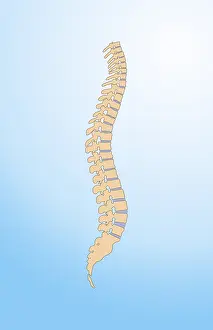 Cord Prints: Spinal Column