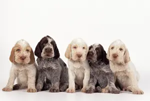 Studio Prints: Spinone Puppy Dogs