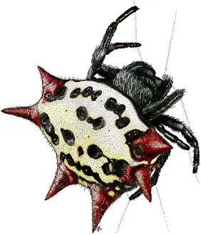 Arachnid Prints: Spiny-Backed Orb Weaver Spider