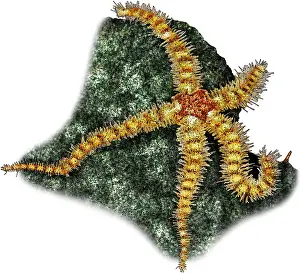 Star Prints: Spiny Brittle Star