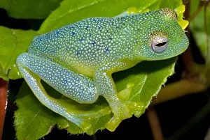Centrolenella Prints: Spiny Glass Frog
