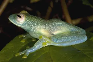 Centrolenella Prints: Spiny Glass Frog