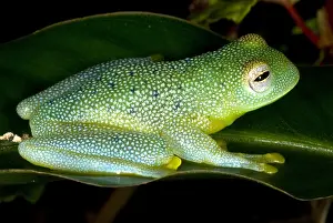 Centrolenella Prints: Spiny Glass Frog