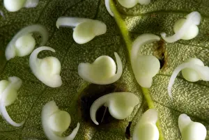Reproductive Prints: Spiny Glass Frog larvae