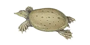Diagram Prints: Spiny Softshell Turtle