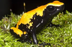 Splash Prints: Splash Backed Poison Frog