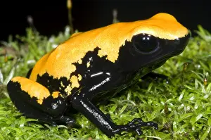 Coloration Prints: Splash Backed Poison Frog