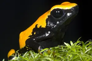 Coloration Prints: Splash Backed Poison Frog