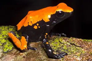 Coloration Prints: Splash Backed Poison Frog
