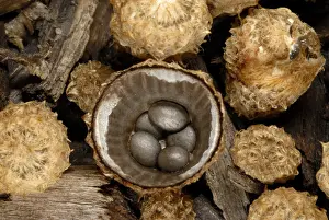 Splash Prints: Splash cup of bird's nest fungus, Cyathus striatus