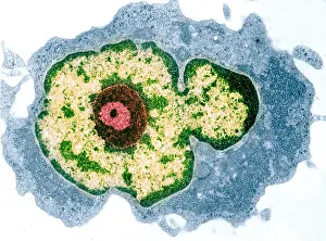 Tems Prints: Spleen cell