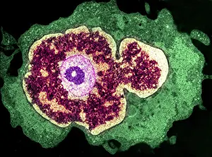 Tems Prints: Spleen cell