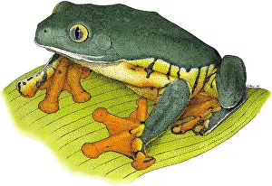 Splendid Prints: Splendid Leaf Frog