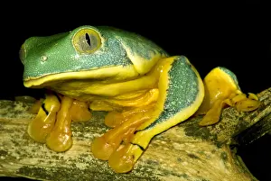 Dermal Prints: Splendid Leaf Frog