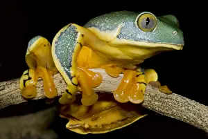 Mimicry Prints: Splendid Leaf Frog
