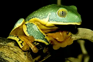 Mimicry Prints: Splendid Leaf Frog