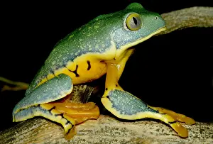 Mimicry Prints: Splendid Leaf Frog