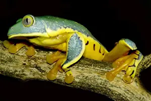 Central Prints: Splendid Leaf Frog