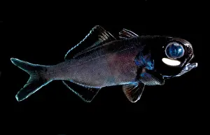 Relationship Prints: Splitfin Flashlight fish