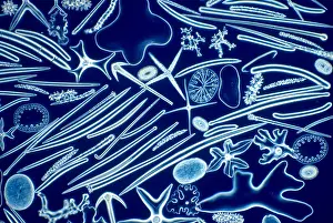 Magnified Prints: Sponge Spicules