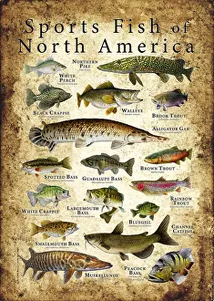 Sport Prints: Sports Fish of North America