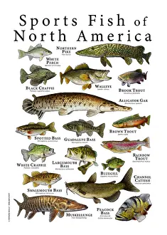 Sport Prints: Sports Fish of North America