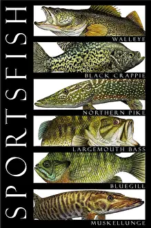 Sport Prints: Sportsfish, Poster