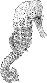 Spot Prints: Three Spot Seahorse