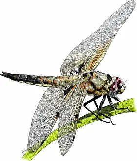 Insect Prints: Four spot skimmer dragonfly