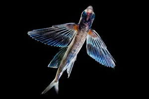 Flying Prints: Spotfin Flyingfish