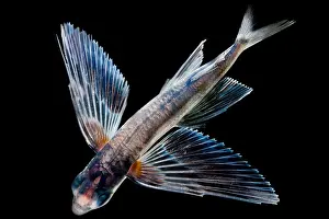 Flying Prints: Spotfin Flyingfish
