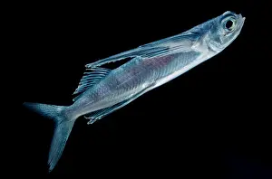 Flying Prints: Spotfin Flyingfish