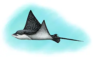 Eagle Prints: Spotted Eagle Ray