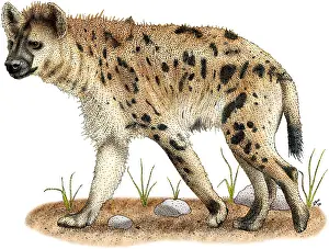 Images Dated 11th December 2011: Spotted Hyena