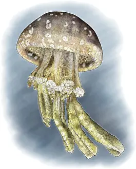 Spotted Prints: Spotted Jellyfish