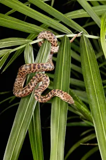 Spotted Prints: Spotted Python (Antaresia maculosa)