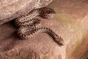 Spotted Prints: Spotted Python (Antaresia maculosa)