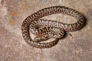 Spotted Prints: Spotted Python (Antaresia maculosa)