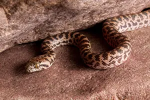Spotted Prints: Spotted Python (Antaresia maculosa)
